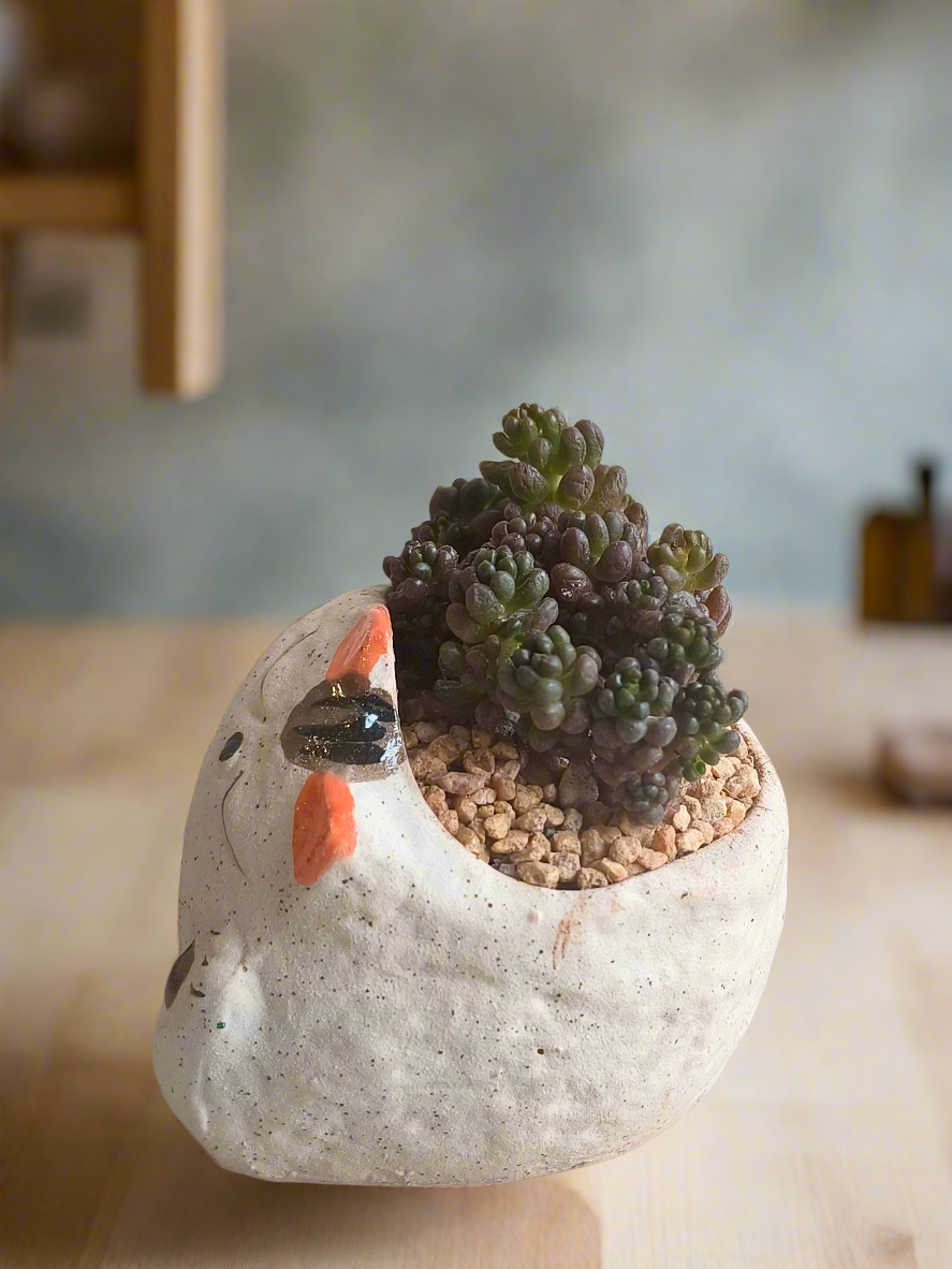 Succulent Sleeping Beauty Cat Planter - Sedum Rubrotinctum 'Redberry' - SlowBloomGreens