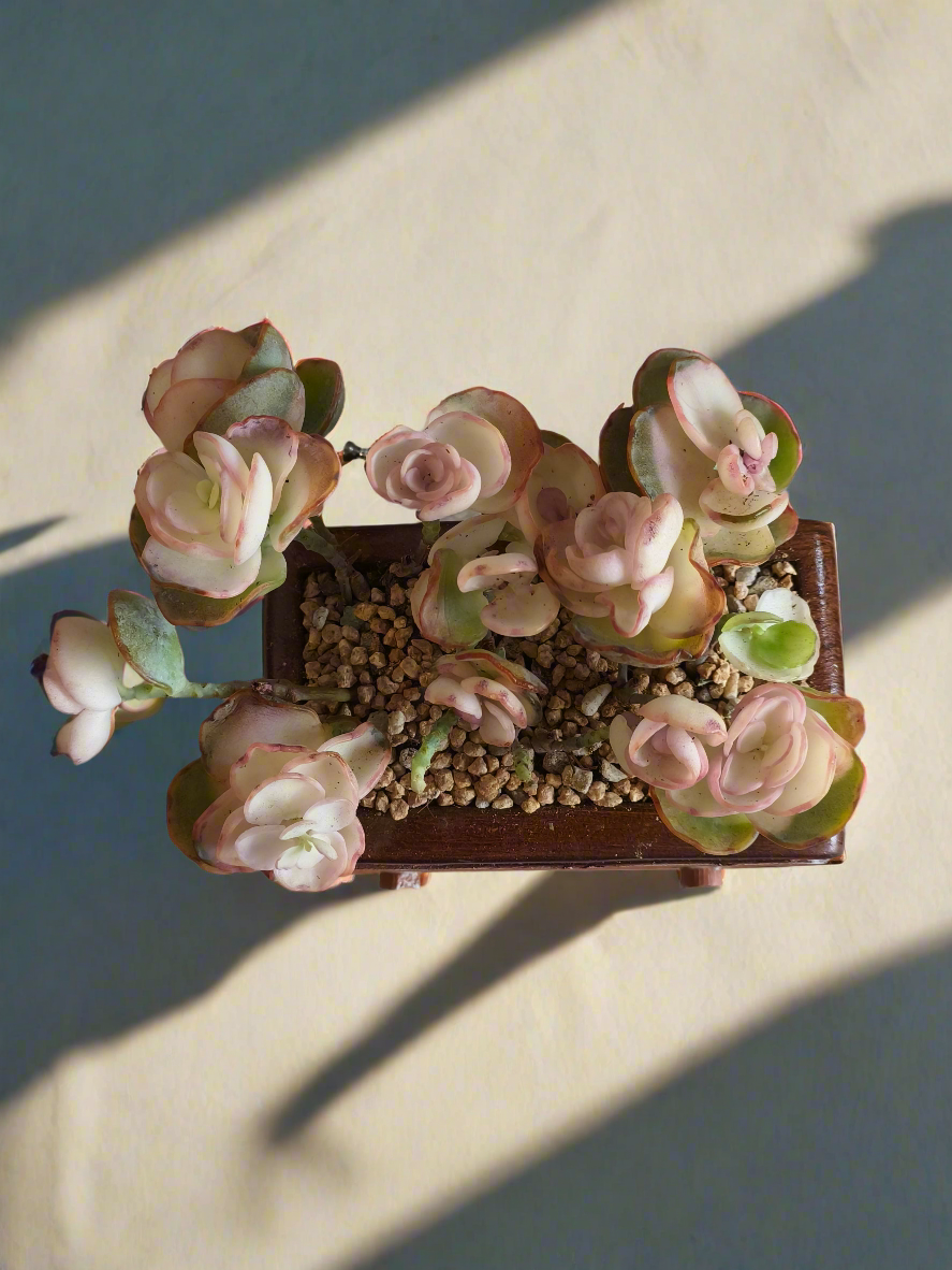 Succulent Retro Radio – Kalanchoe Marnieriana 🎵📻🌿