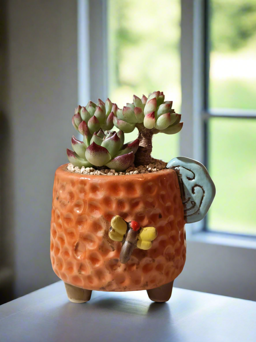 Succulent Enchanted Garden Dragonfly – Sedeveria 'Blue Elf' with Echeveria Agavoides