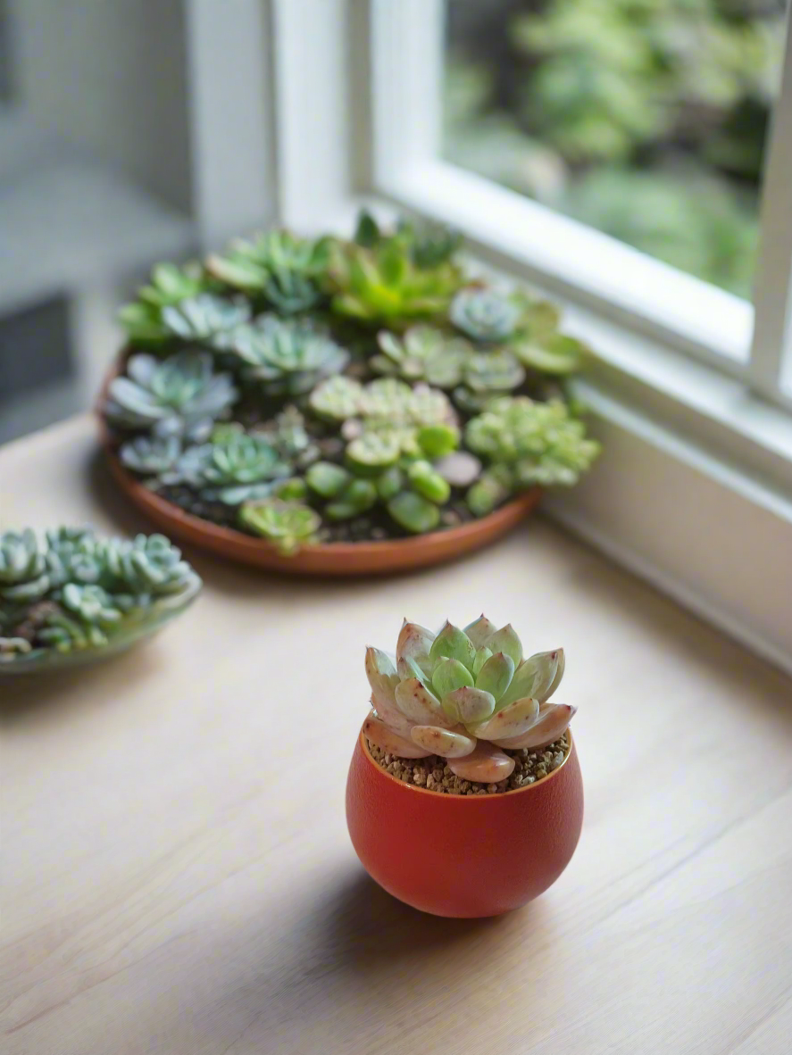 Succulent Auspicious Grace Pot - Tiscalatengo Gorge Sedum