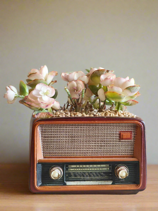 Succulent Retro Radio – Kalanchoe Marnieriana 🎵📻🌿