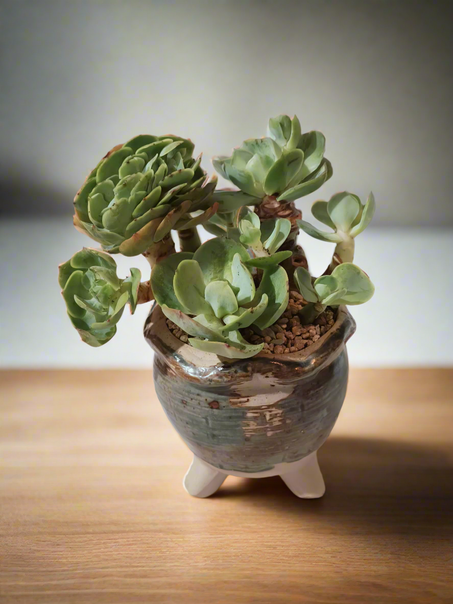 Succulent Rustica Pot- Echeveria Peach Pride - SlowBloomGreens