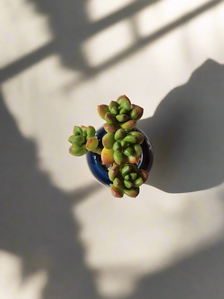 Succulent Sakura Blue - Sedum Lucidum - SlowBloomGreens