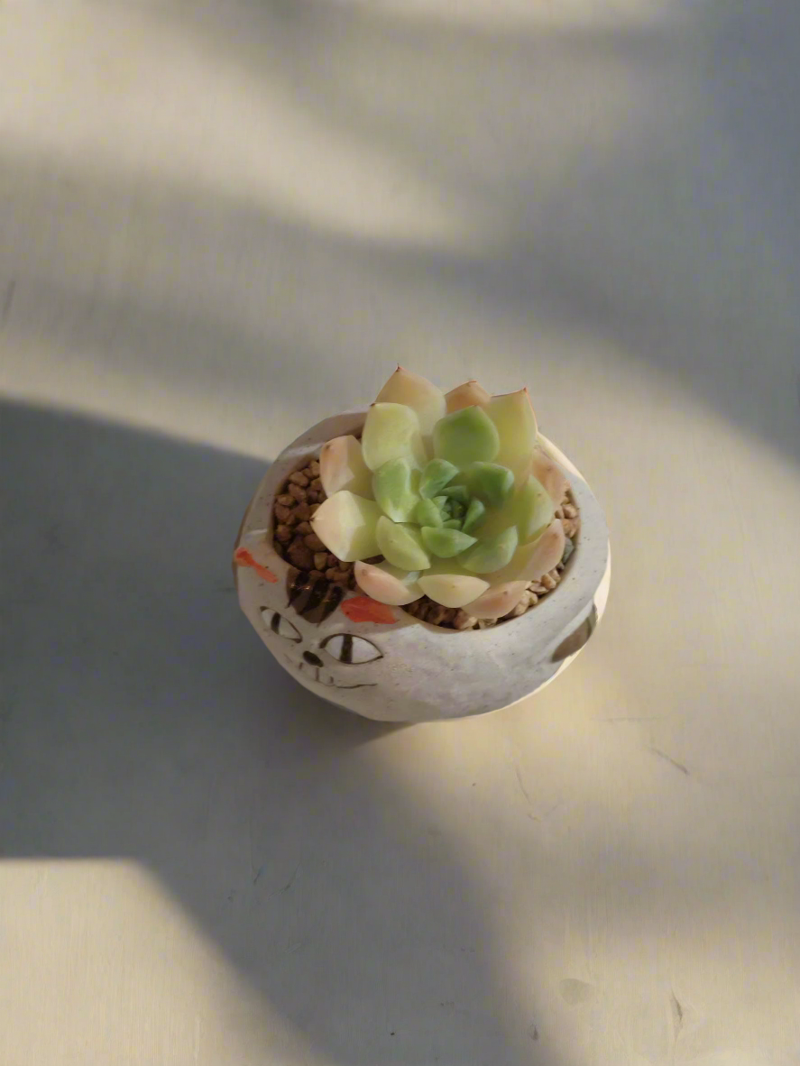 Soft green Succulent Cat Pot - Echeveria in cat-shaped pot