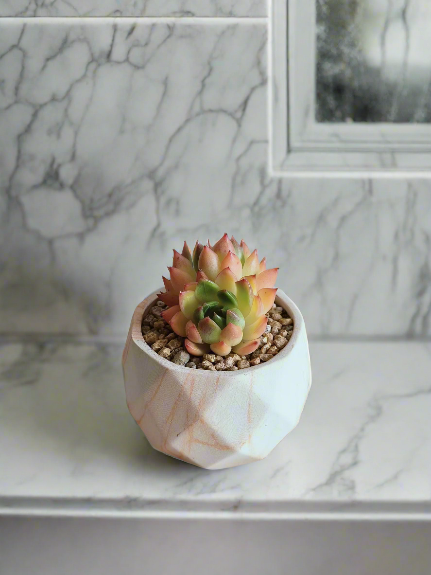 Elegant presentation of the Succulent Harmony Orange Pot – Echeveria Agavoides 'Lipstick' alongside decorative elements.