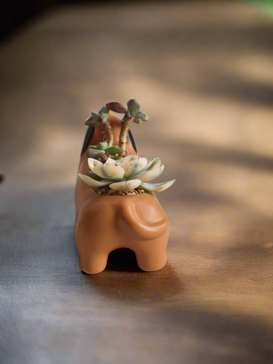 Succulent Daunchund Pot - Echeveria agavoides 'Akaihosi' & friends - SlowBloomGreens