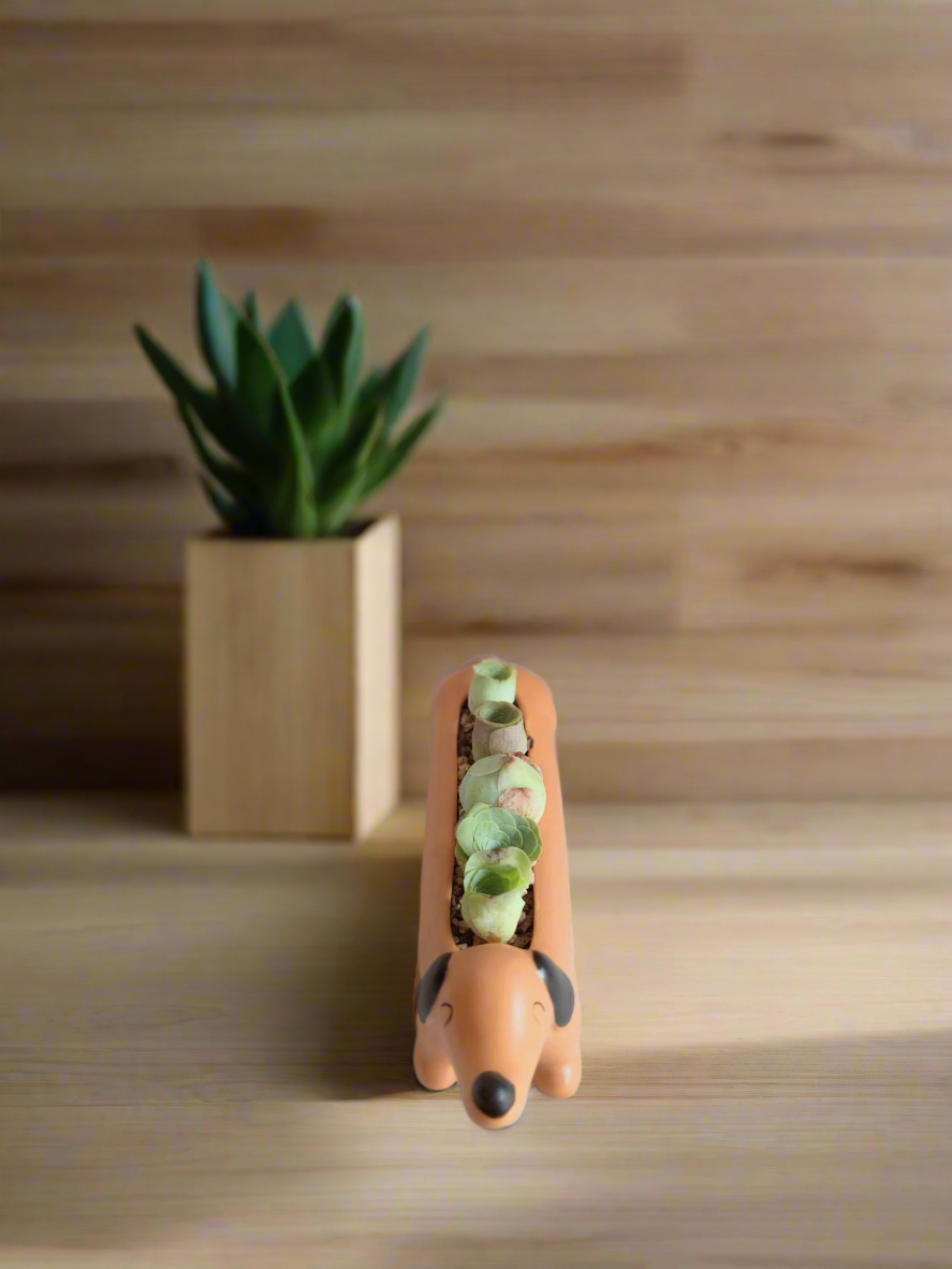 Succulent Daunchund - 5 Mountain Roses 'Greenovia' - SlowBloomGreens