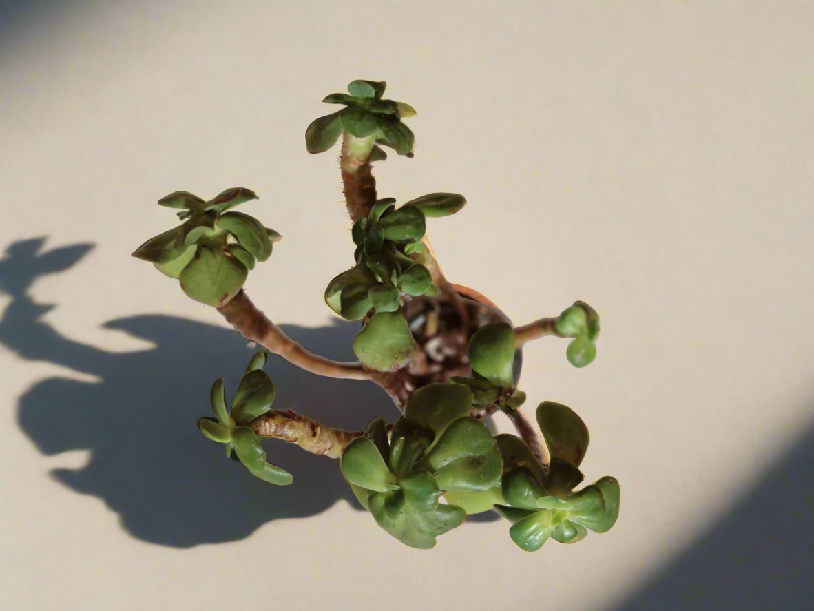 Succulent Rustic Pot Glow Grey – Jade Plant - SlowBloomGreens