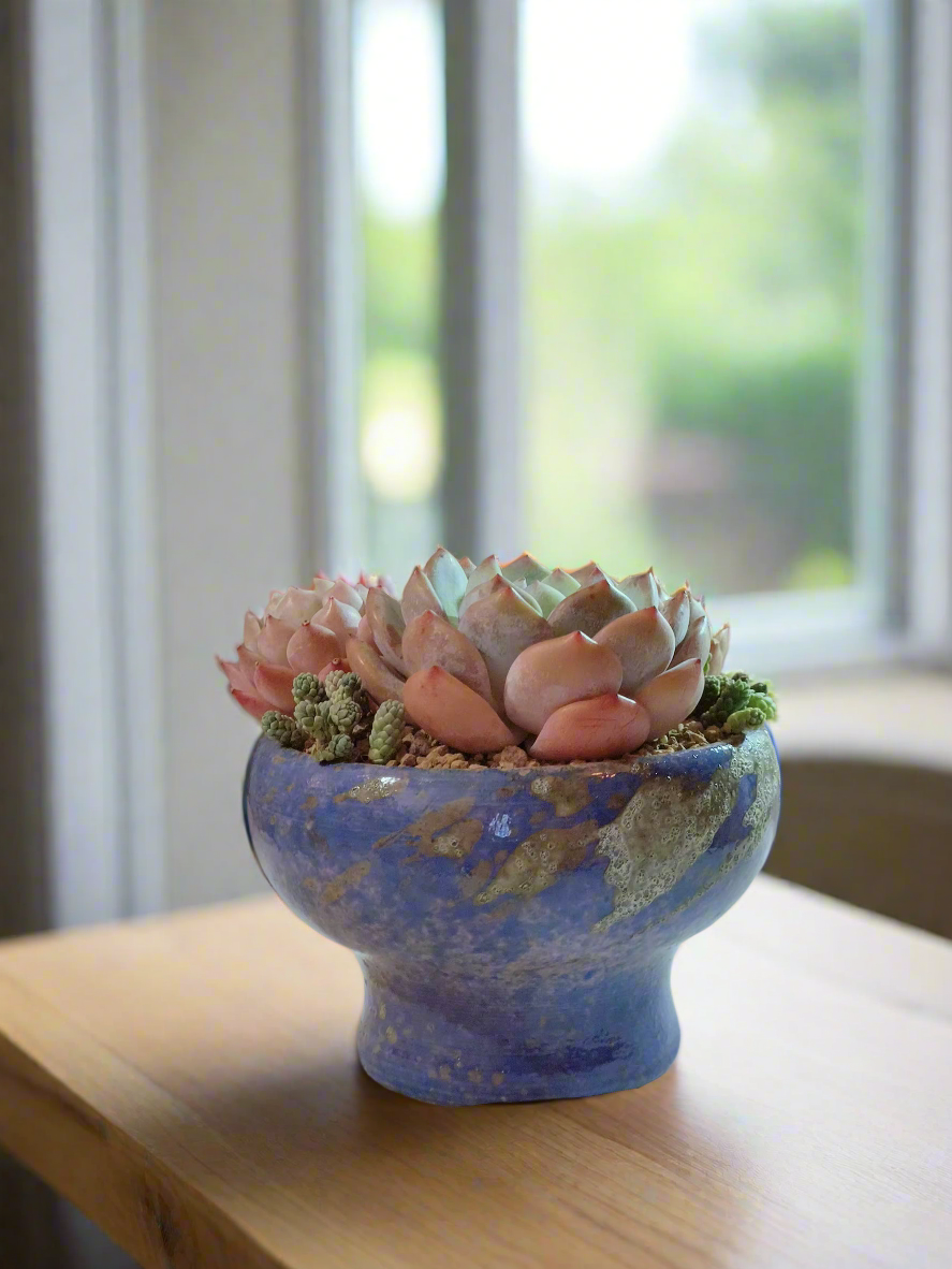 Succulent Moonlit Bloom Pot – Ocean Blue with Echeveria Orange Monroe & Friends