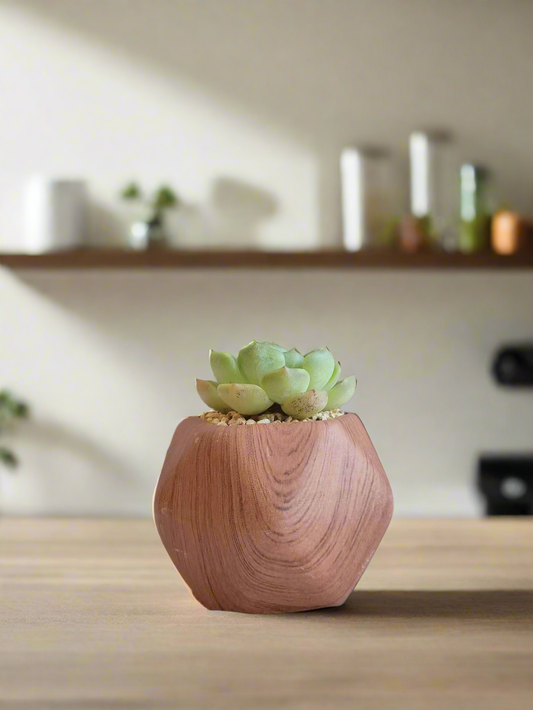 Succulent Mini Octagon 'Wood' – Echeveria Onslow 'Michella'