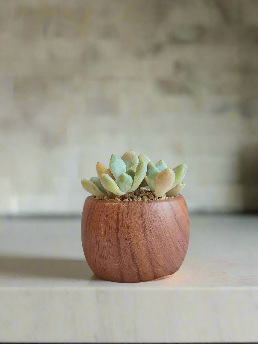 Succulent Mini Round 'Wood' – Graptopetalum mendoza