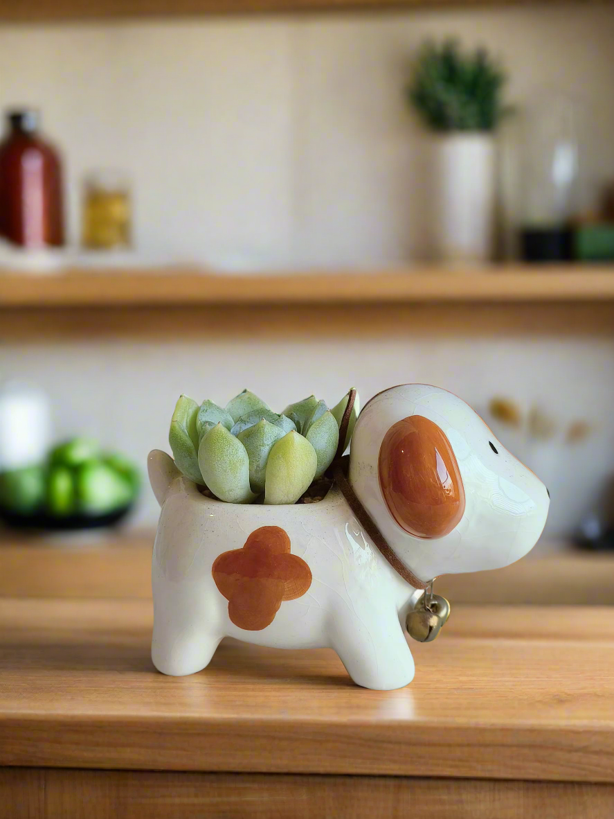 Succulent Puppy Jack Russell Terrier Pot - Echeveria Ice Green - SlowBloomGreens