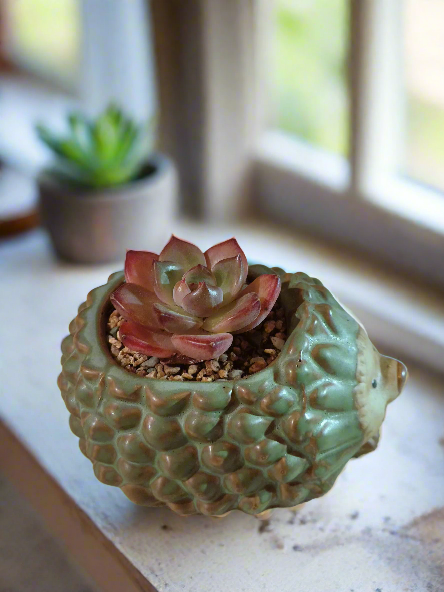 Succulent Hedgehog Pot - Echeveria Agavoides 'Romeo' - SlowBloomGreens