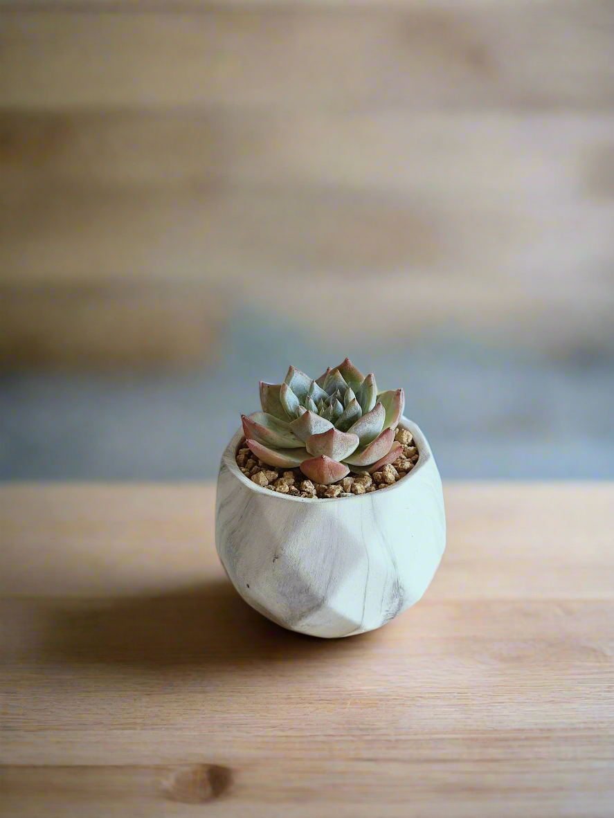 Echeveria Bluebird thriving in the elegant Succulent Harmony Ash Pot.