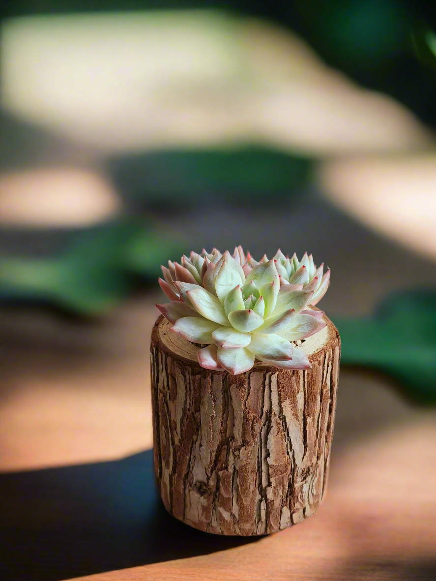 Succulent Natural Wood Pot - Echeveria Laui with 2 Echevaria'Blue Bird'