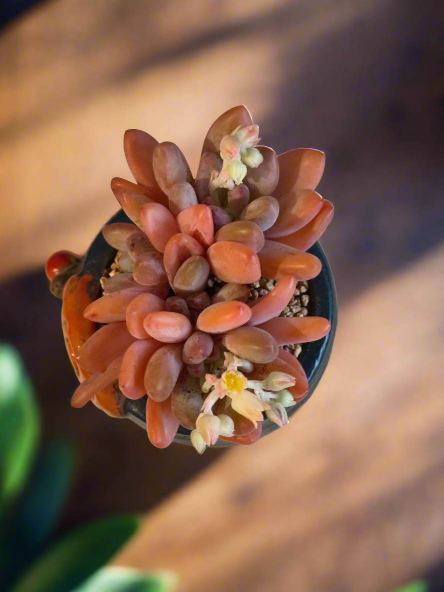 Succulent Enchanted Garden Snail – Pachyphytum (Blooming)