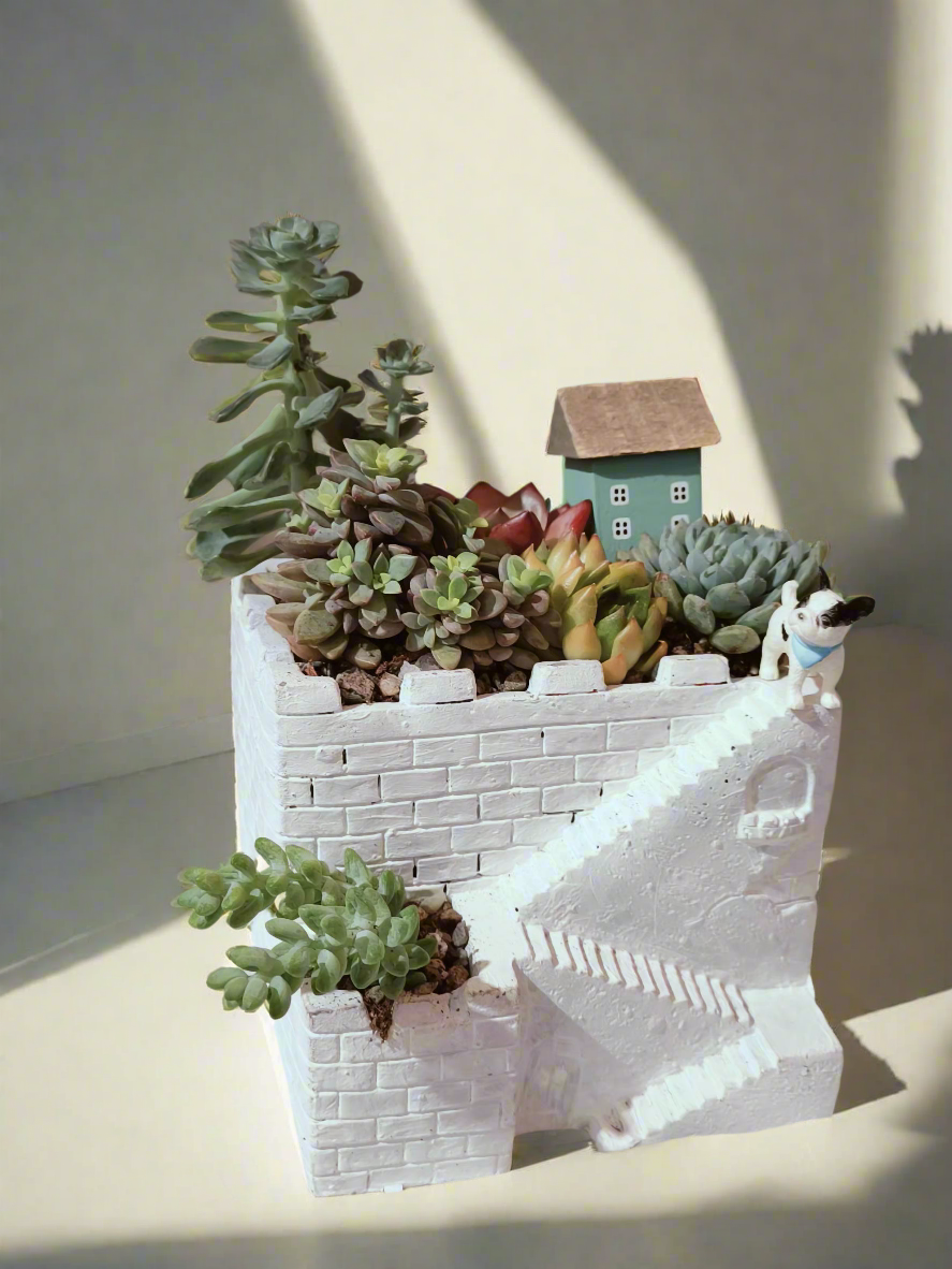 Succulent Sakura Blue - Sedum Lucidum - SlowBloomGreens