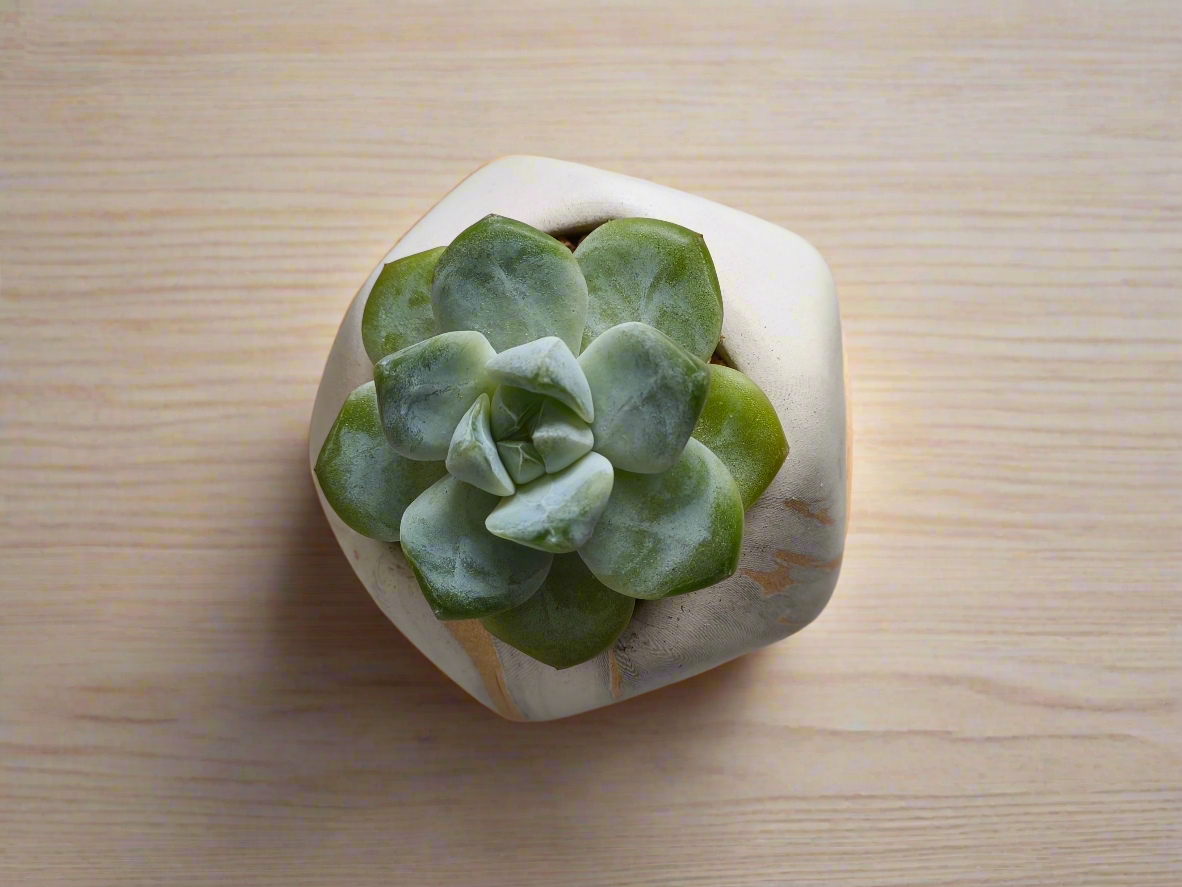 Succulent Mini Octagon Gold - Echeveria Ice Green