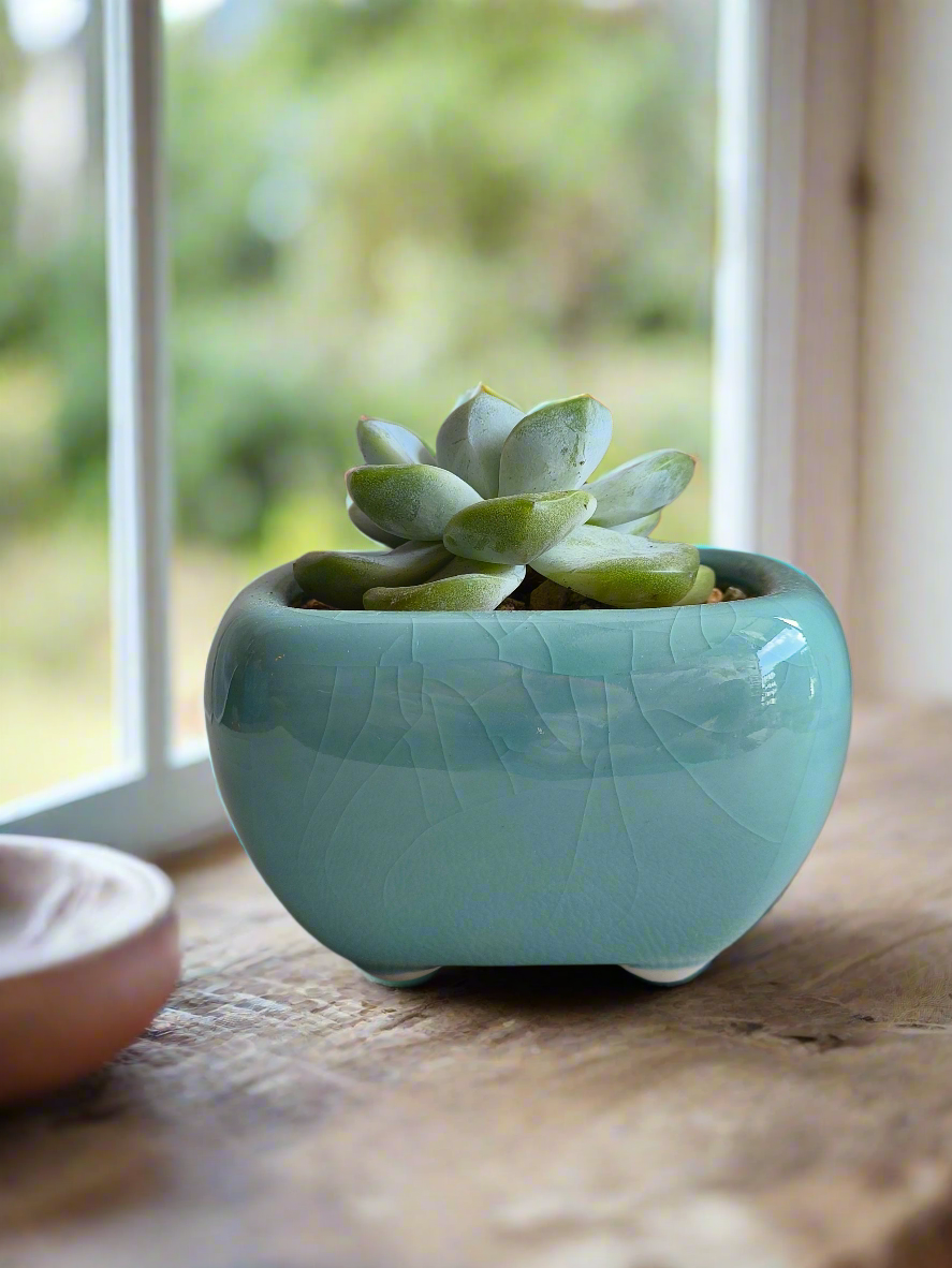 Succulent Zen Square Turquoise Pot – Echeveria Ice Green