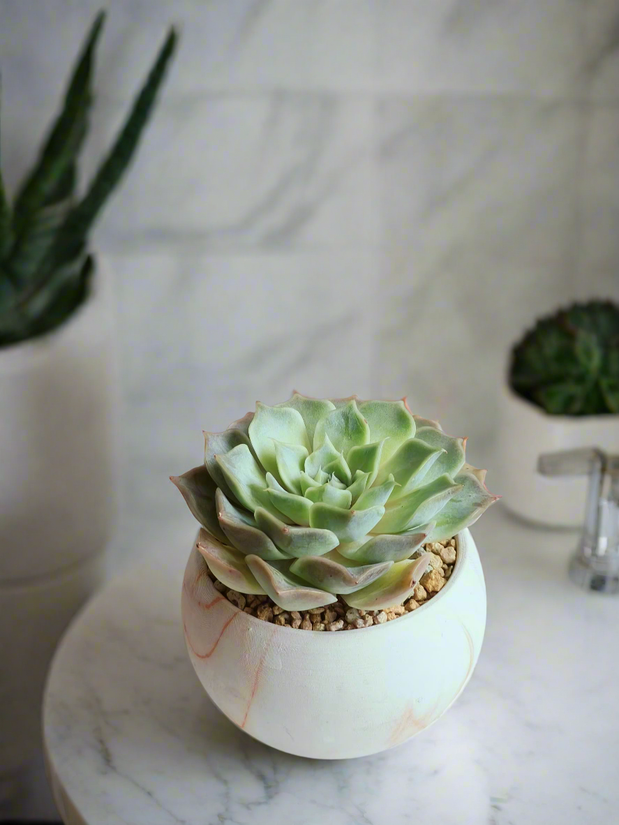 Lively ambiance created by the Succulent Elegant Round Orange Pot – Echeveria Lilacina.