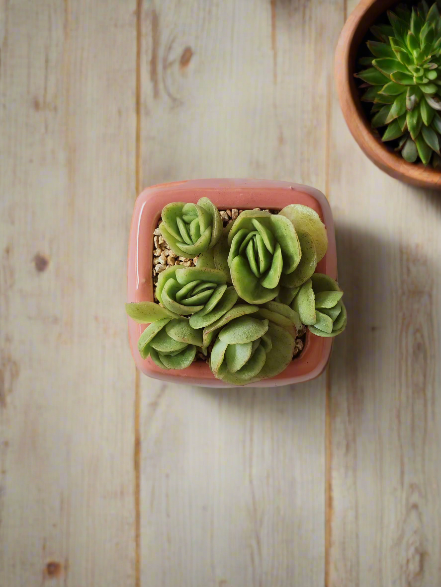 Succulent Serene Square Pink – Echeveria Ice Roses