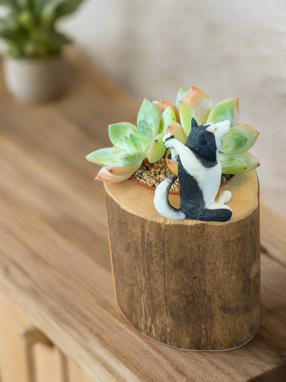 Succulent Yoga Husky on Woodland Log – Echeveria Hybrid
