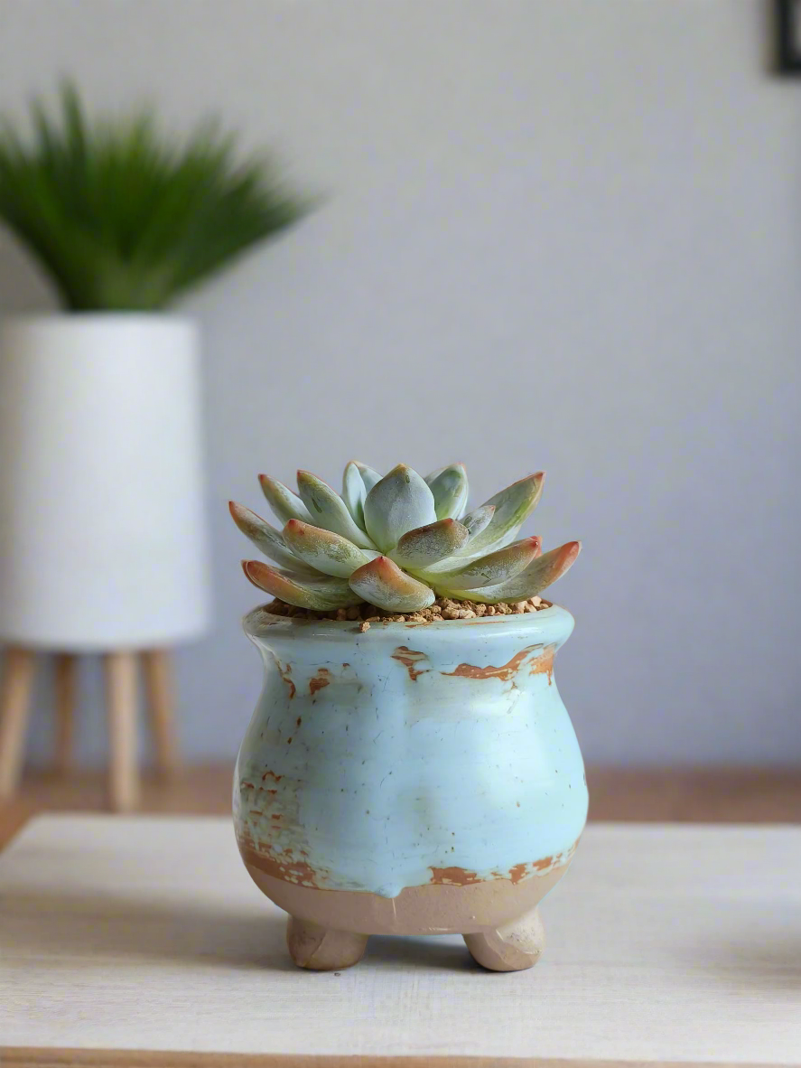 Succulent Rustic Serenity Pot – Echeveria 'Blue Bird'