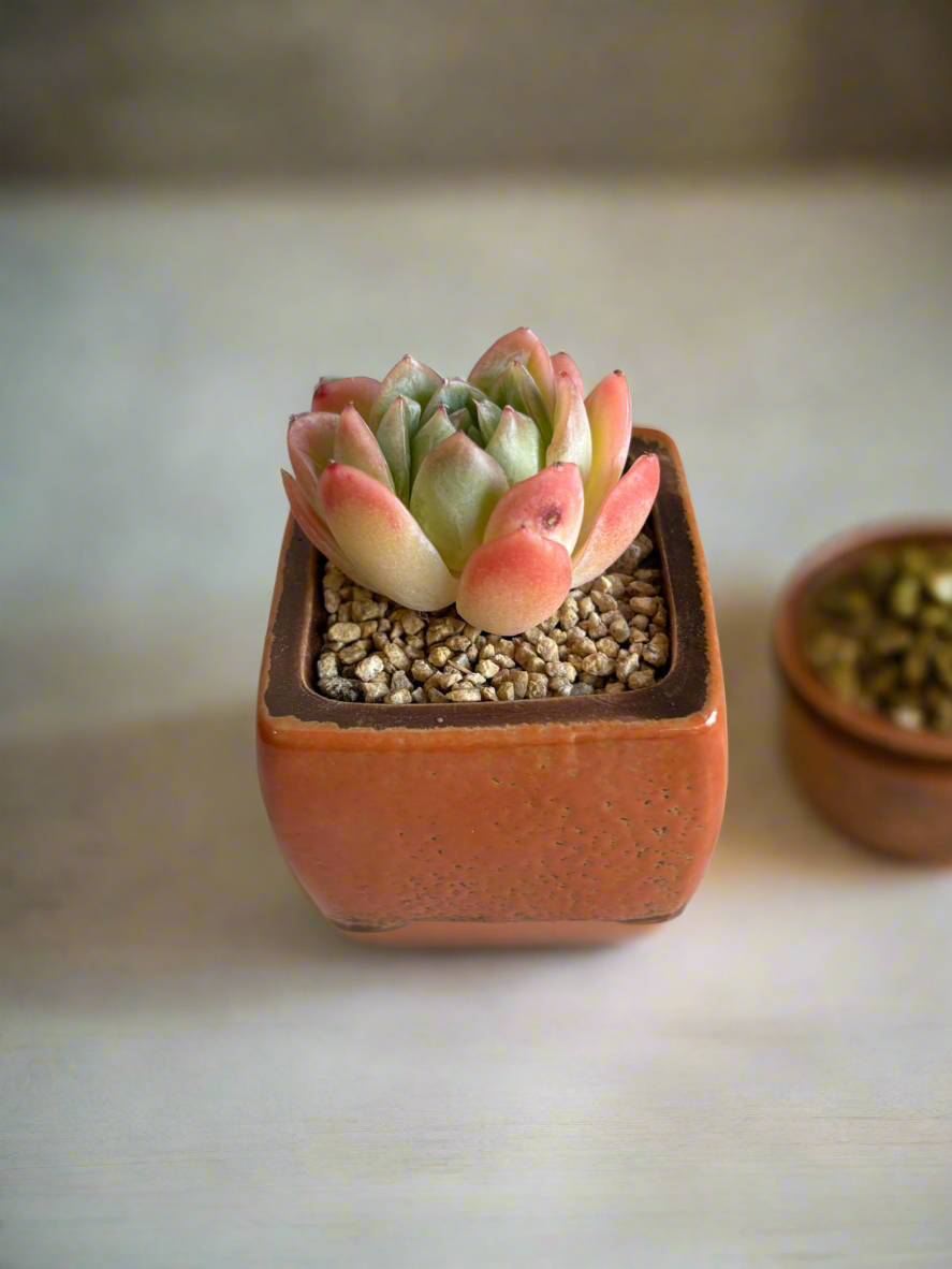 Succulent Ceramic Square Flowerpot Orange – Echeveria Suryeon