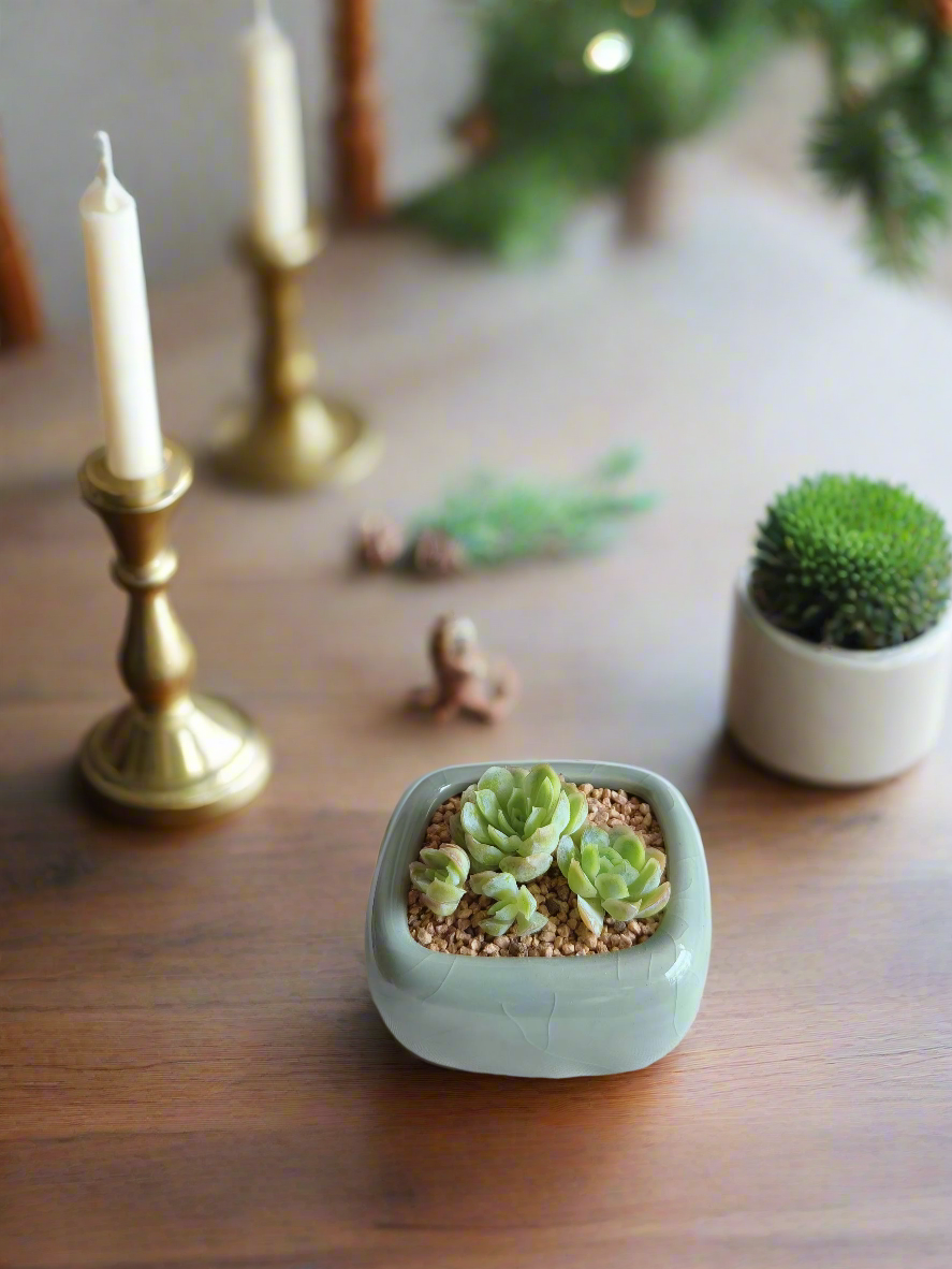 Succulent Zen Square Pastel Green Pot – Echeveria Elegans - SlowBloomGreens