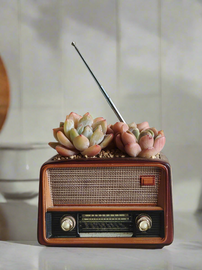 Succulent Retro Radio – Echeveria 'Pink Ariel Crest' & Echeveria Hybrid
 🎵📻🌿