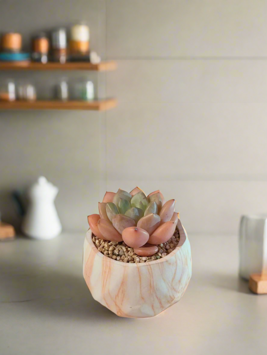 Succulent Classic Marble Orange Pot – Graptoveria White Dew