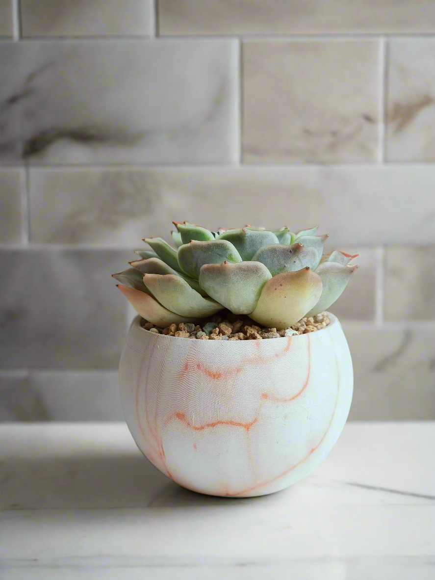 Cheerful setting featuring the Succulent Elegant Round Orange Pot – Echeveria Lilacina.