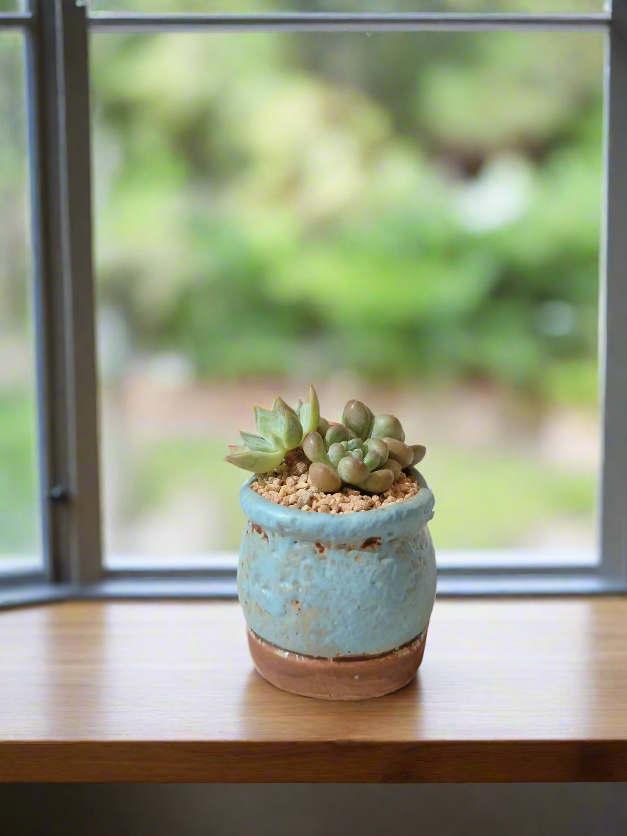 Succulent Mary Jane Charm Blue – Graptopetalum mendoza & Pachyveria pachyphytoides - SlowBloomGreens