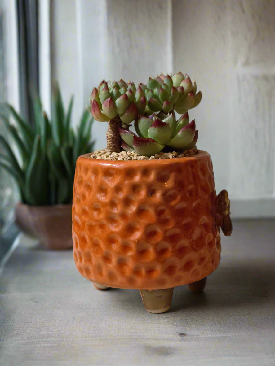 Succulent Enchanted Garden Dragonfly – Sedeveria 'Blue Elf' with Echeveria Agavoides