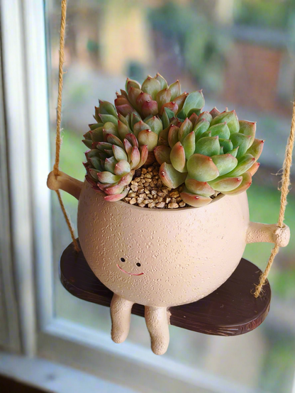 Succulent Hanging Joy Planter – Echeveria Desert Rose