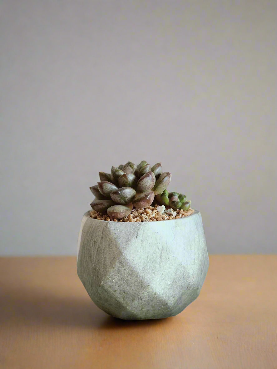 Side view of Succulent Harmony Green Pot – Graptoveria 'Amethorum' in Marble Pot in a modern setting.