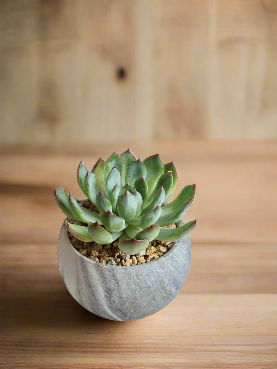 Succulent Elegant Round Dark Grey – Echevaria Pulidonis