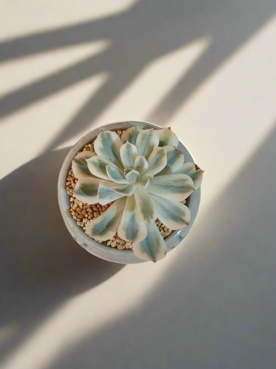 Succulent Azure Grace Pot – Echeveria Compton Carousel