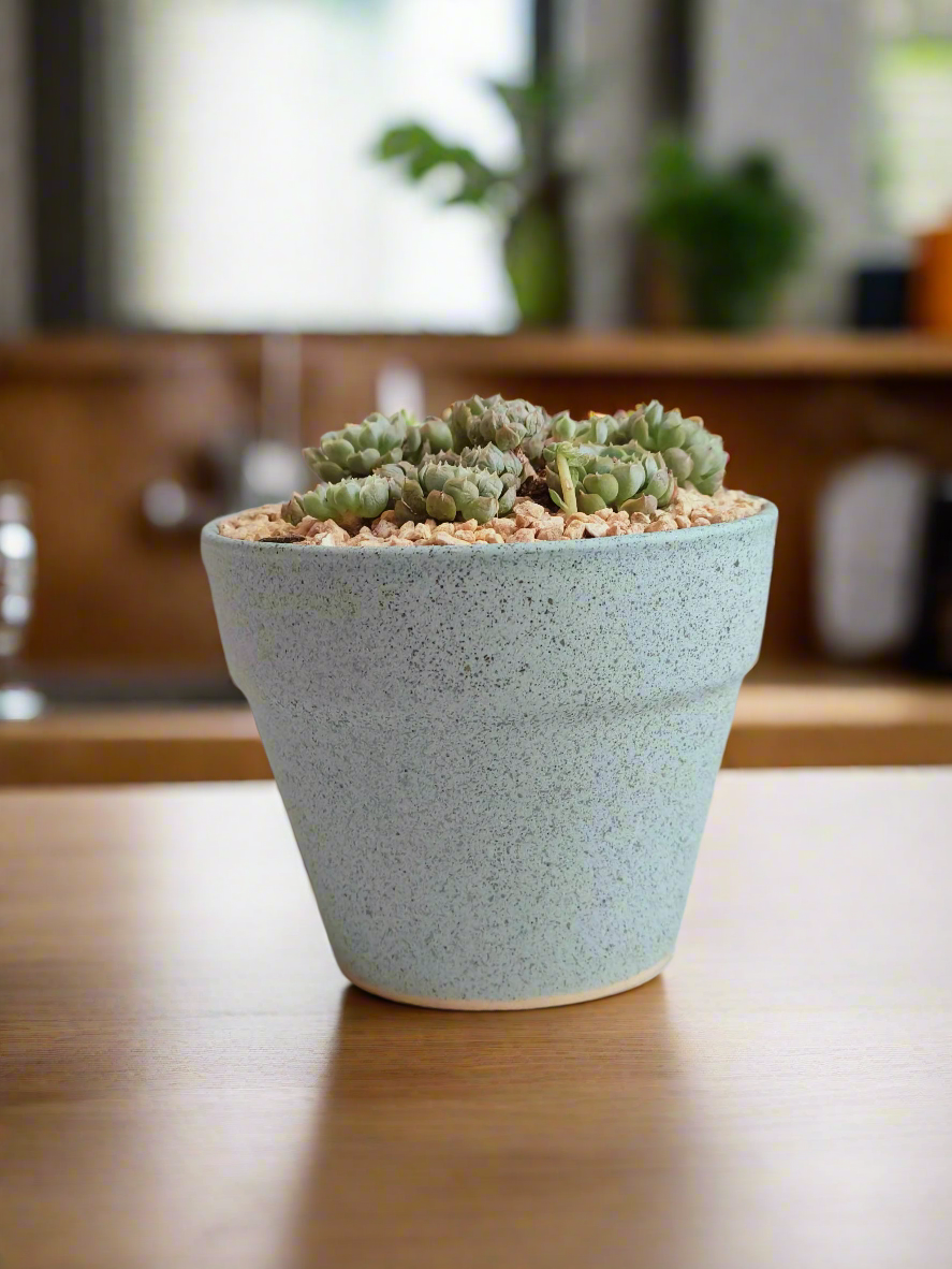 Succulent Speckled Terracotta Pot Blue - Miniature Echeveria