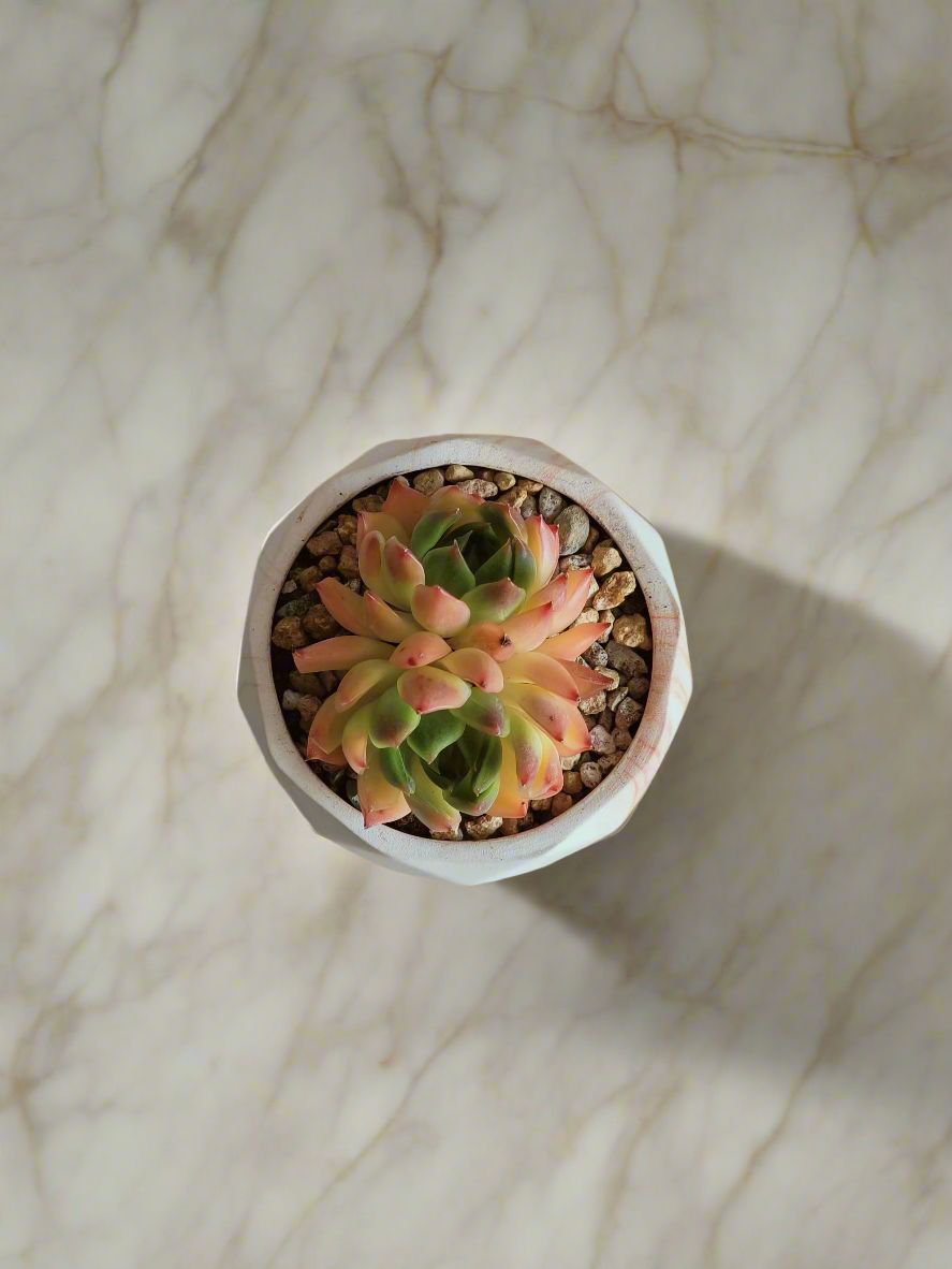 Inviting display of the Succulent Harmony Orange Pot – Echeveria Agavoides 'Lipstick' in a cozy home setting.