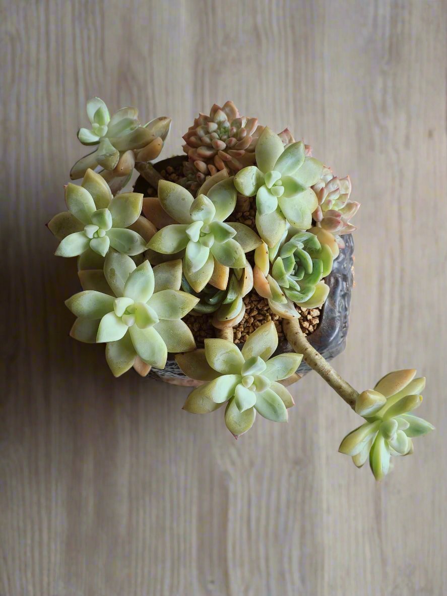 Succulent Rustic Floral Embossed Pot – Graptoselum Bronze, Fanfare 'Lovely Rose,' and Sedeveria Hummelii