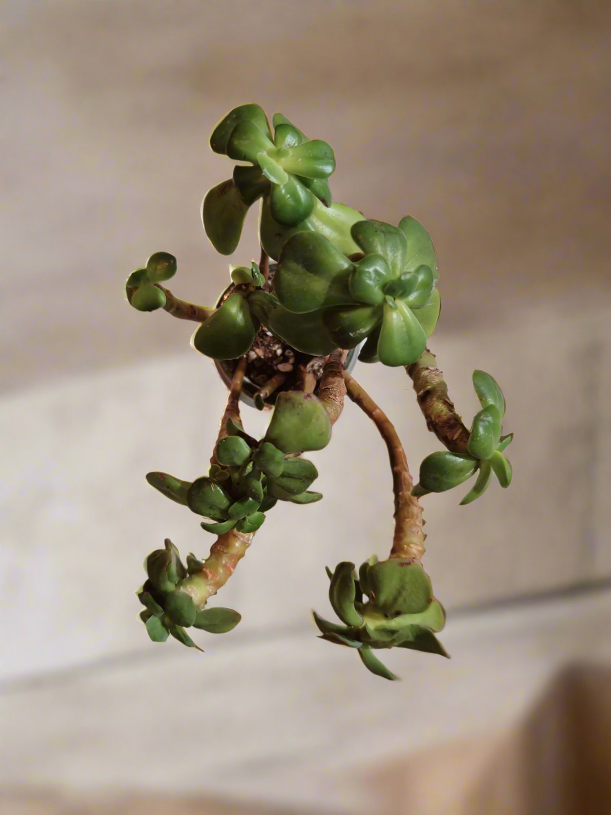 Succulent Rustic Pot Glow Grey – Jade Plant - SlowBloomGreens