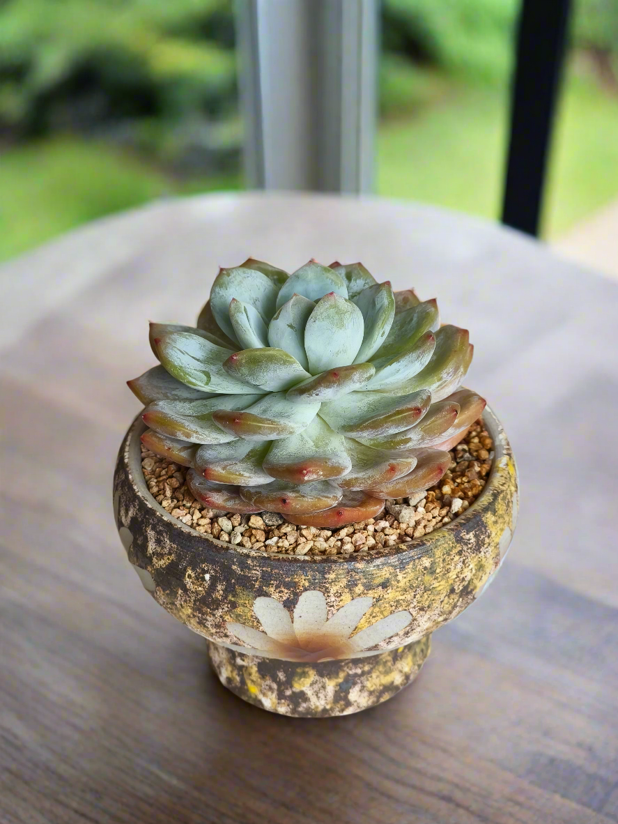 Succulent Moonlit Bloom Pot – Desert Gold with Echeveria Orange Monroe