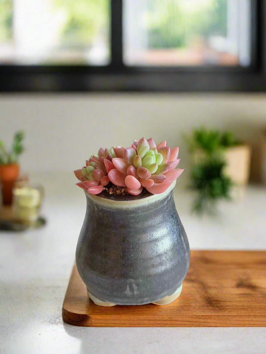 Succulent Rustic Pot Glow Grey - Echeveria 'Ruby Donna