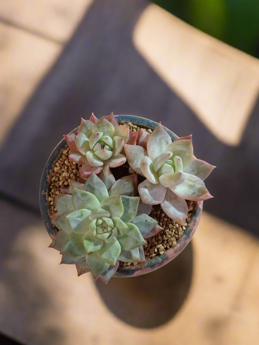 Succulent Moonlit Bloom Pot – Azure Blue with Echeveria Hybrid & Friends