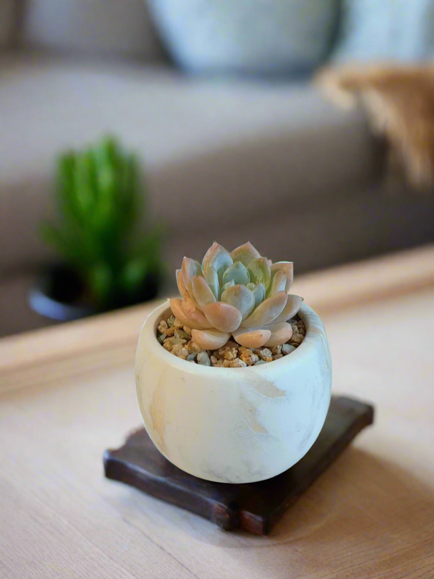 Stylish gold pot with the Succulent Mini Round Gold Pot – Graptoveria Opalina.