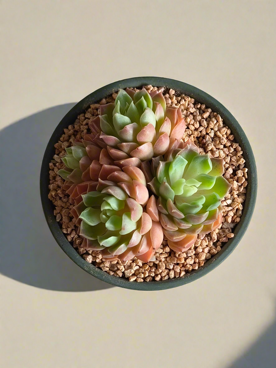 Succulent Rustica Garden – Echeveria Onslow