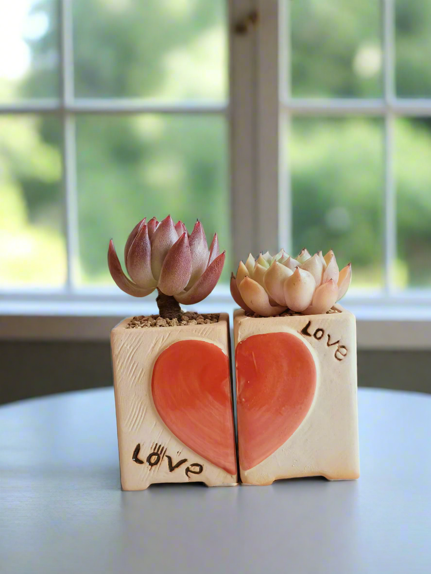 Succulent Heart Duo: The Perfect Gift of Love and Growth - Echeveria Agavoides & Elegans