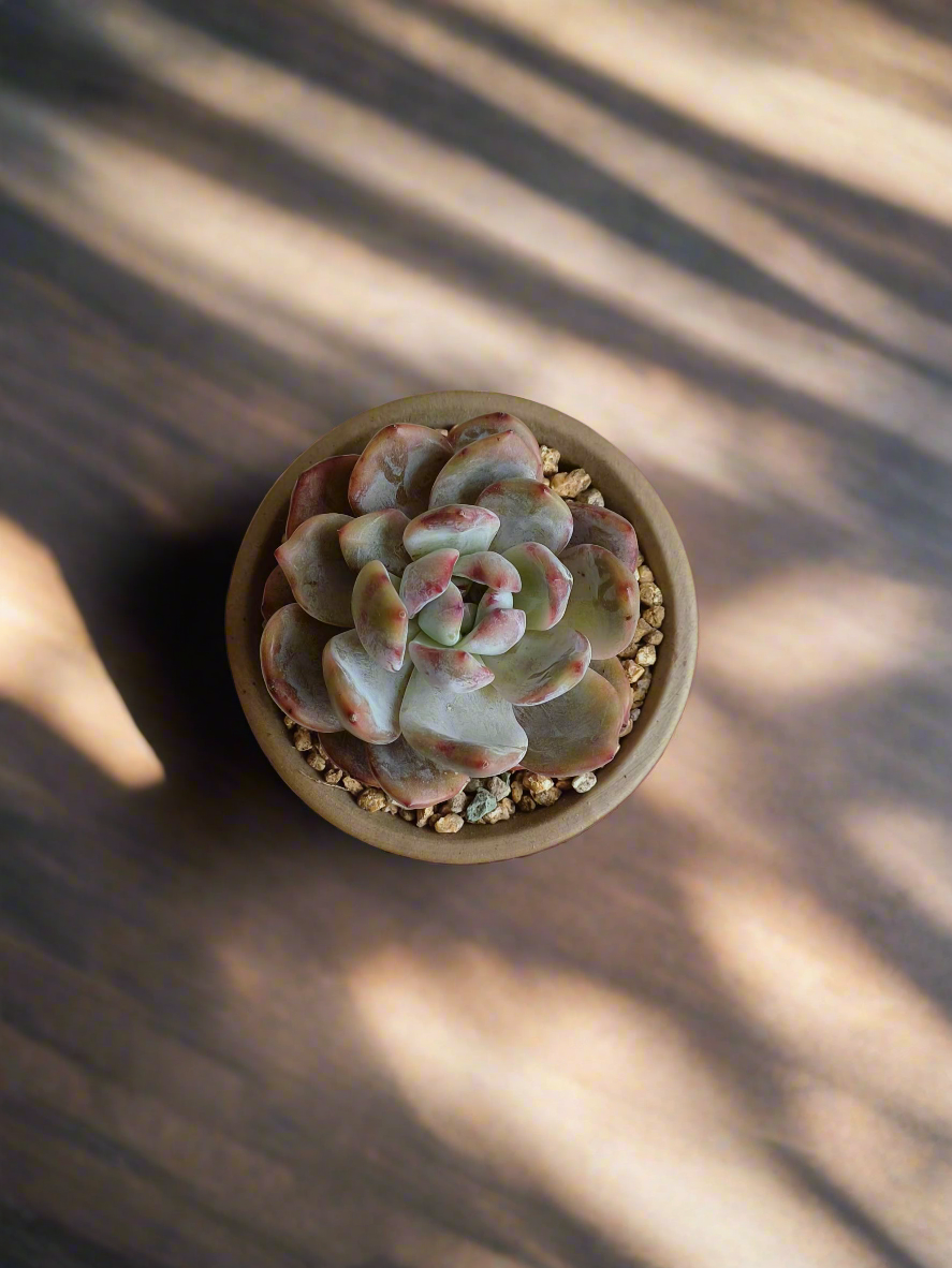 Succulent Rustica Mahogany - Echeveria Suryeon