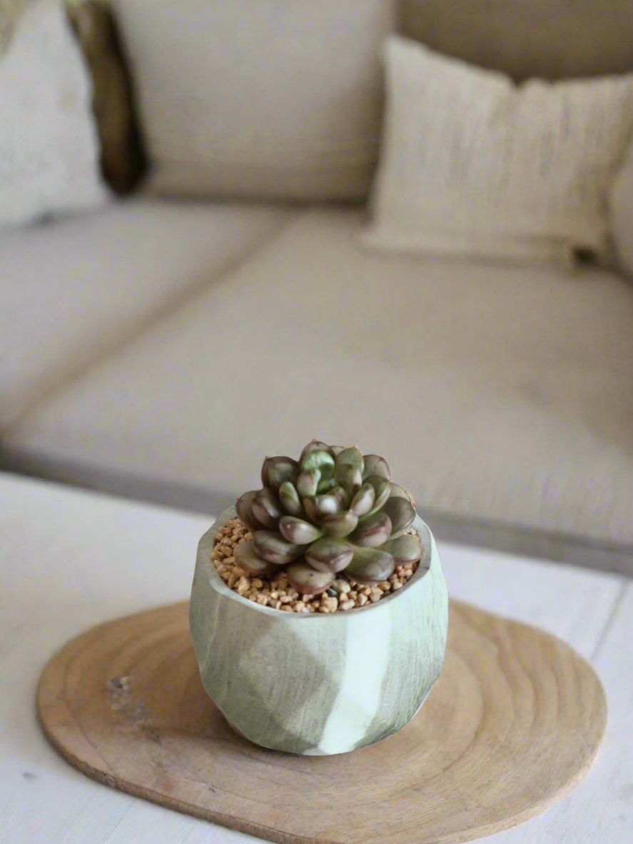 Echeveria-style rosettes of Graptoveria 'Amethorum' in Succulent Harmony Green Pot – Marble Pot.